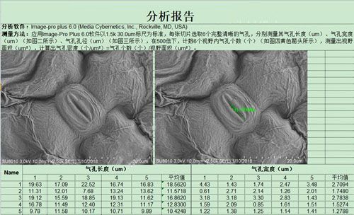 電鏡測量分析