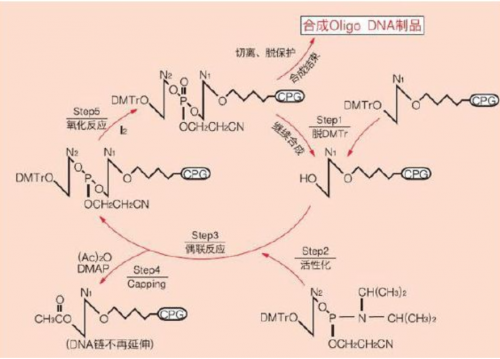 引物設計合成
